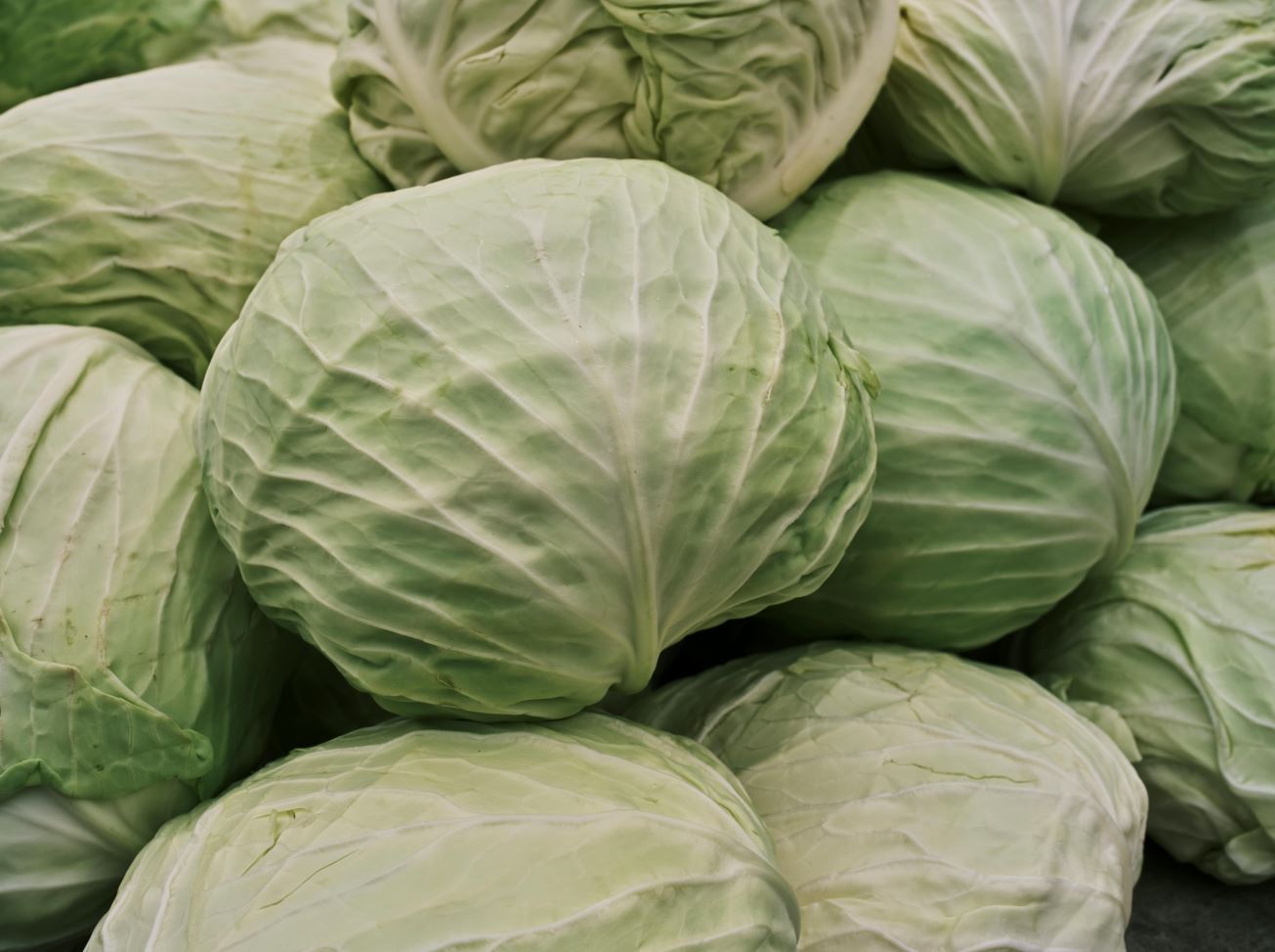 Cabbage