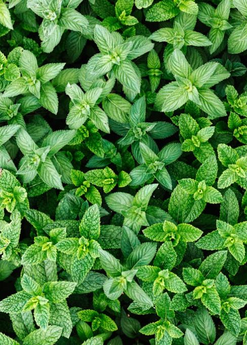 Mint